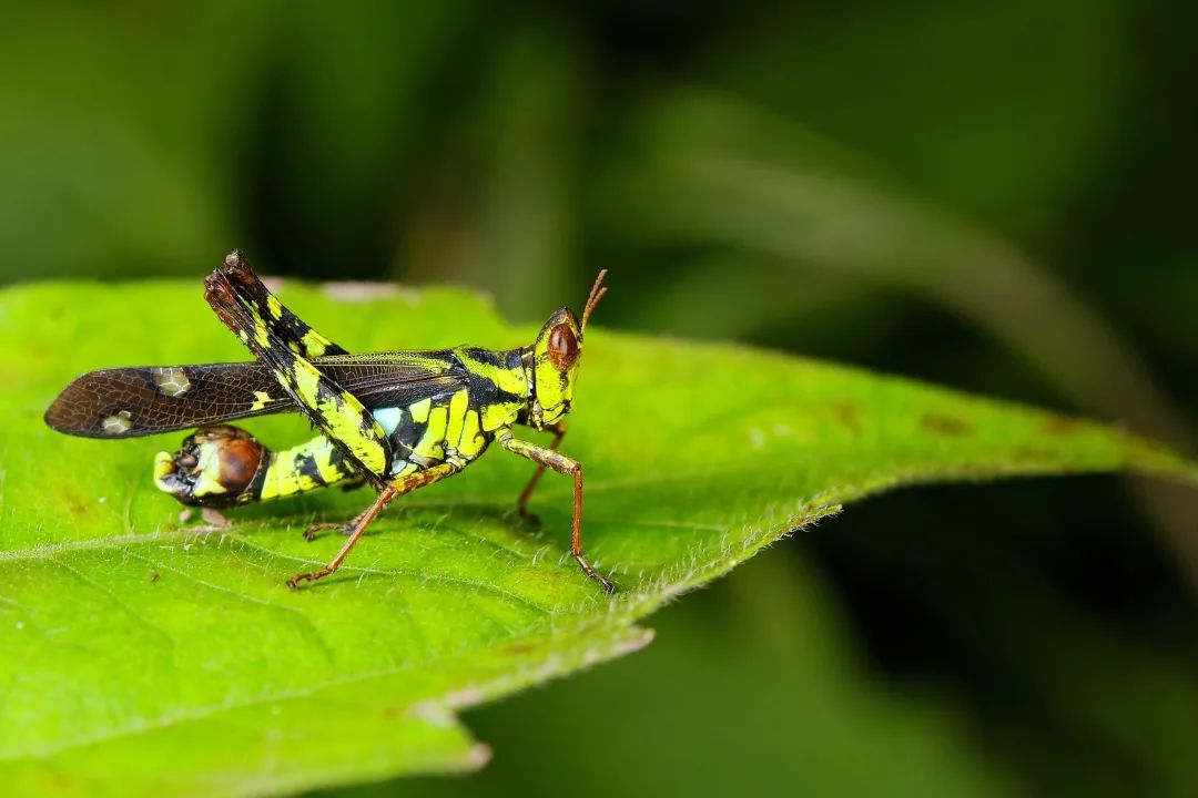 西双版纳望天树景区