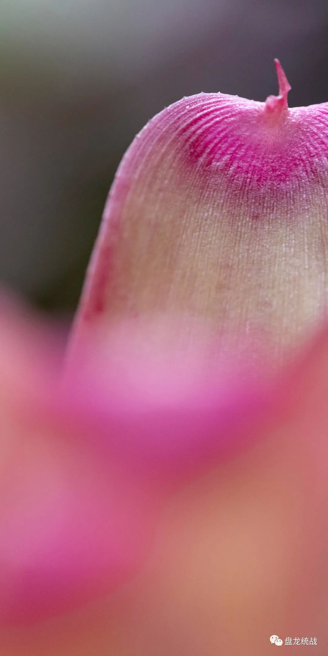 盘龙统战(微信)