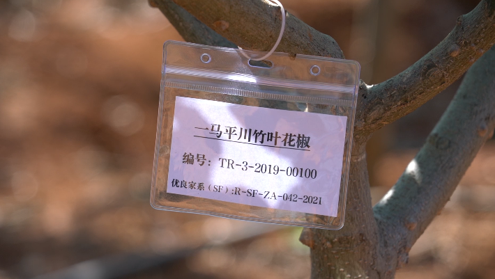 大理电视台