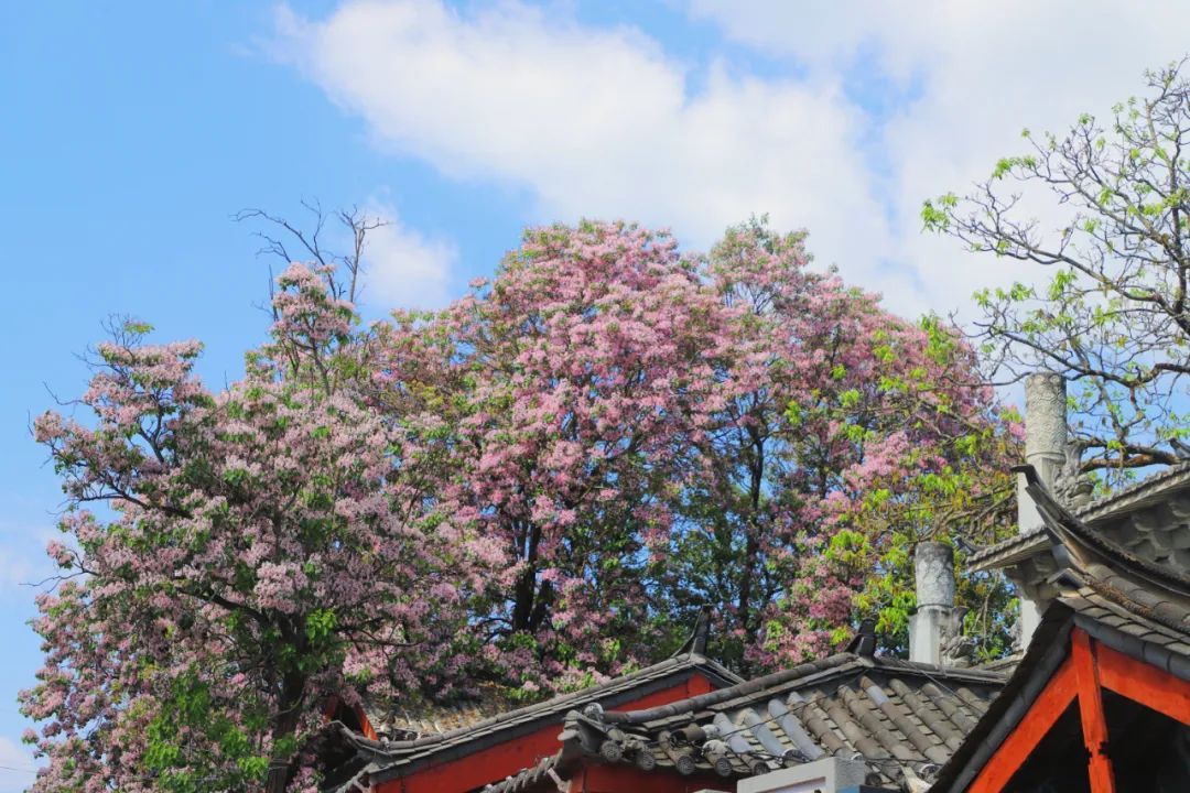 云南省文化和旅游厅