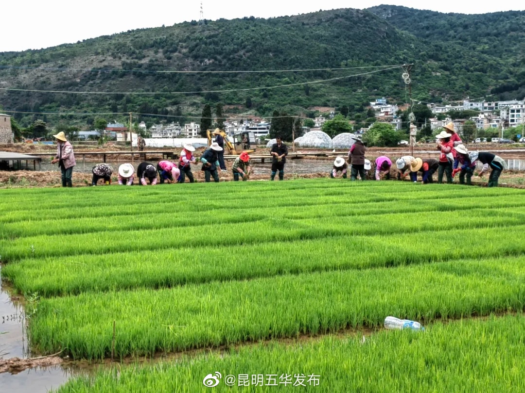 “昆明五华发布”微博