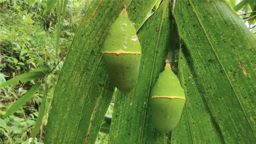 新华网云南频道