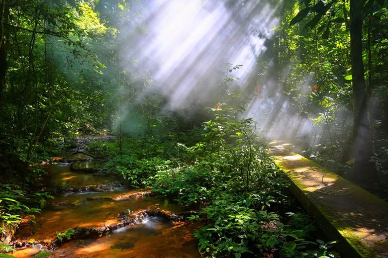 西双版纳望天树景区