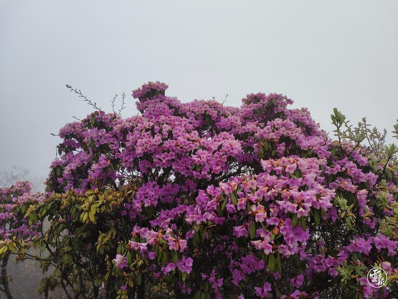 云南省文化和旅游厅