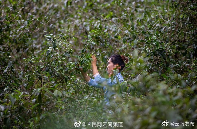 “云南发布”微博