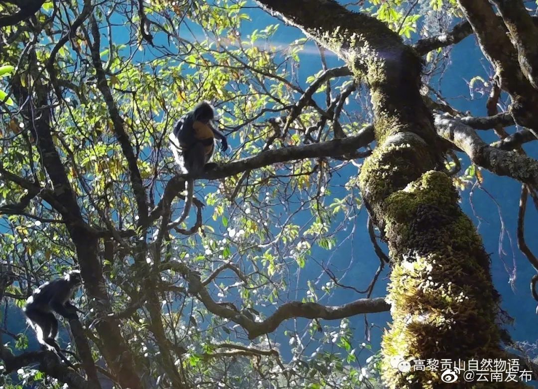 “云南发布”微博