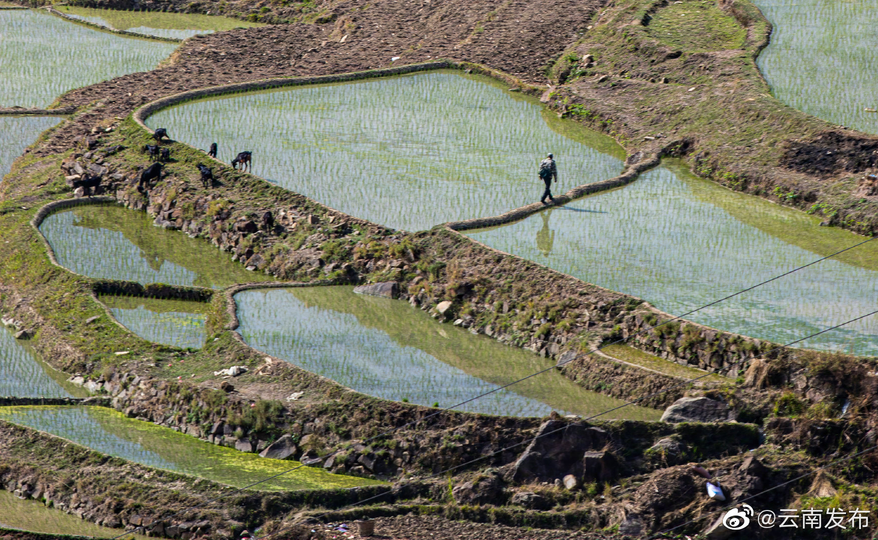 “云南发布”微博