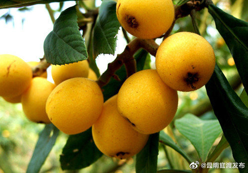 “昆明官渡发布”微博