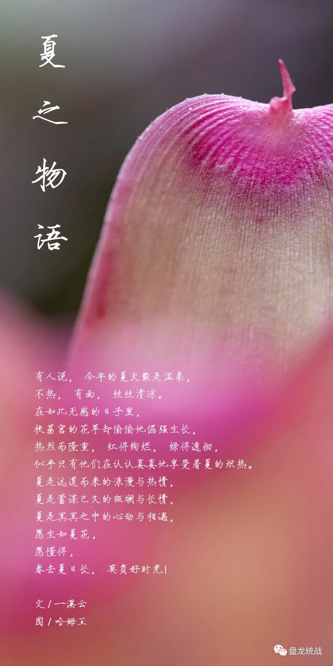 盘龙统战(微信)