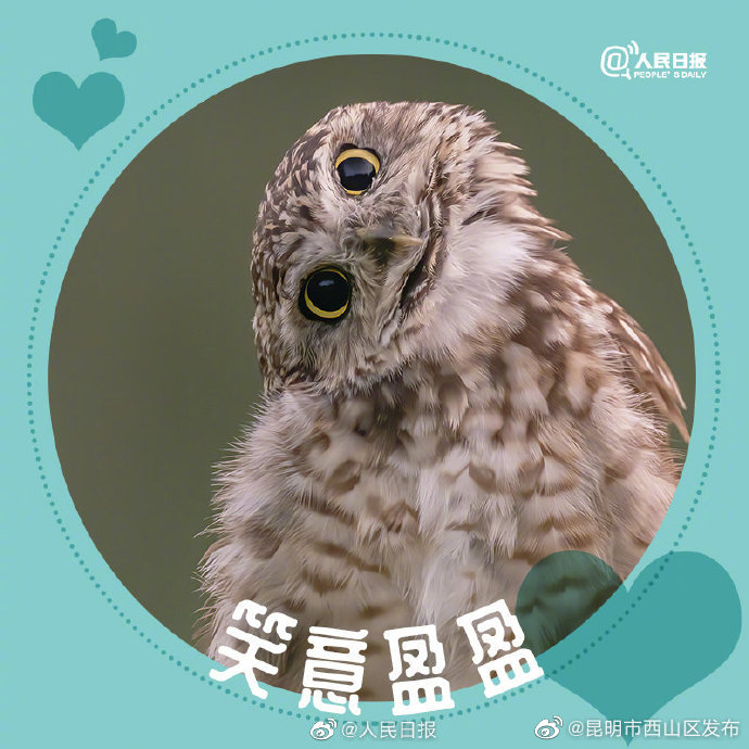 昆明市西山区发布