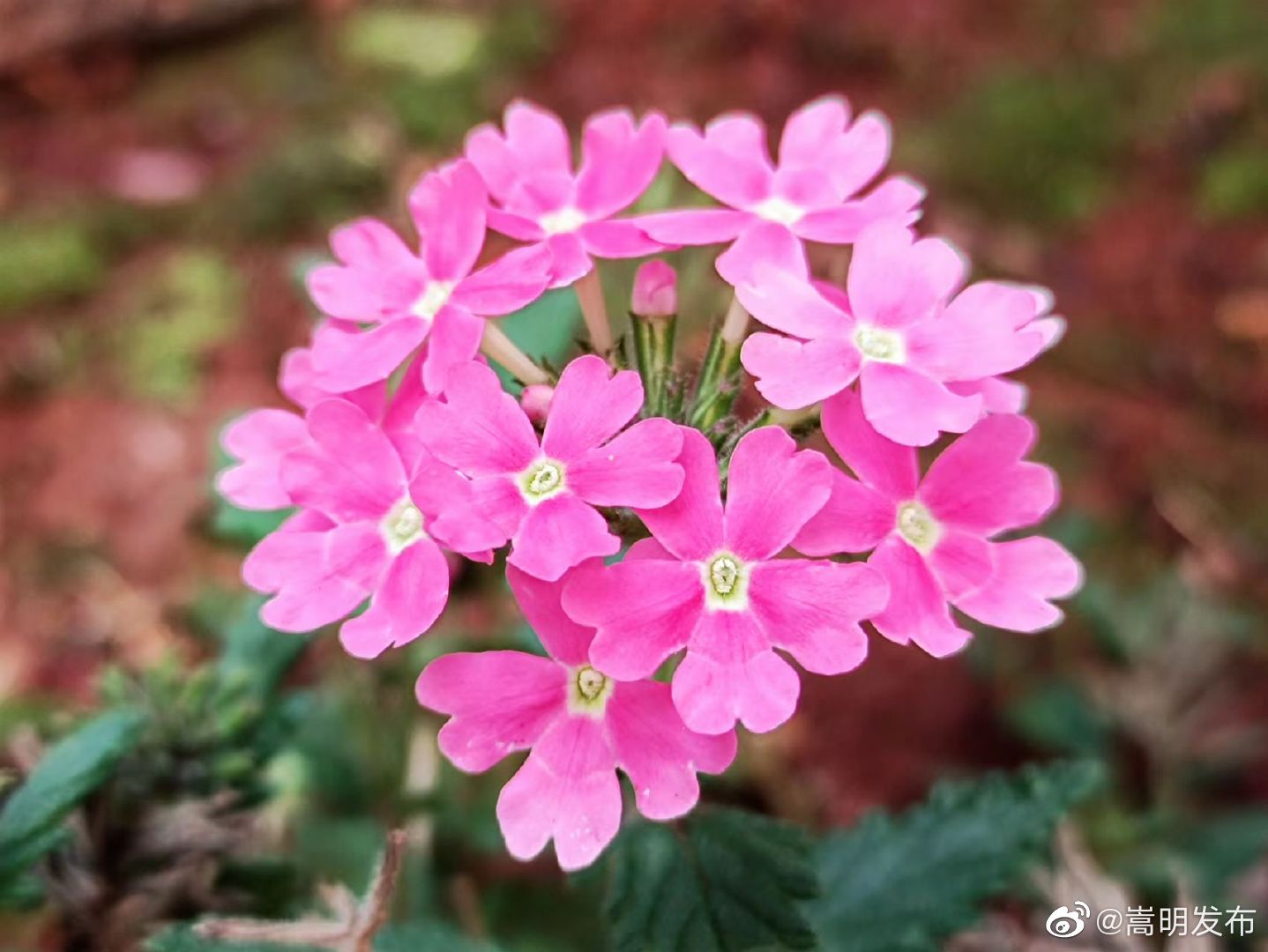 嵩明县未来24小时天气预报