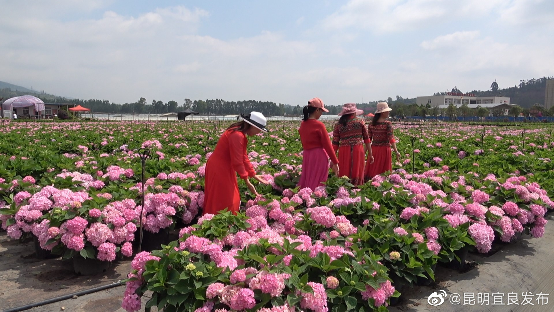 “昆明宜良发布”微博