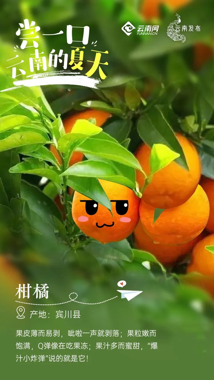 云南信息报