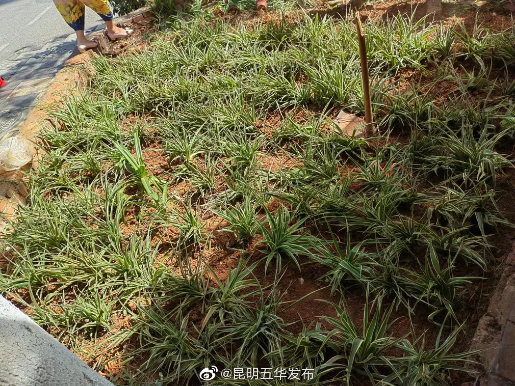 “昆明五华发布”微博