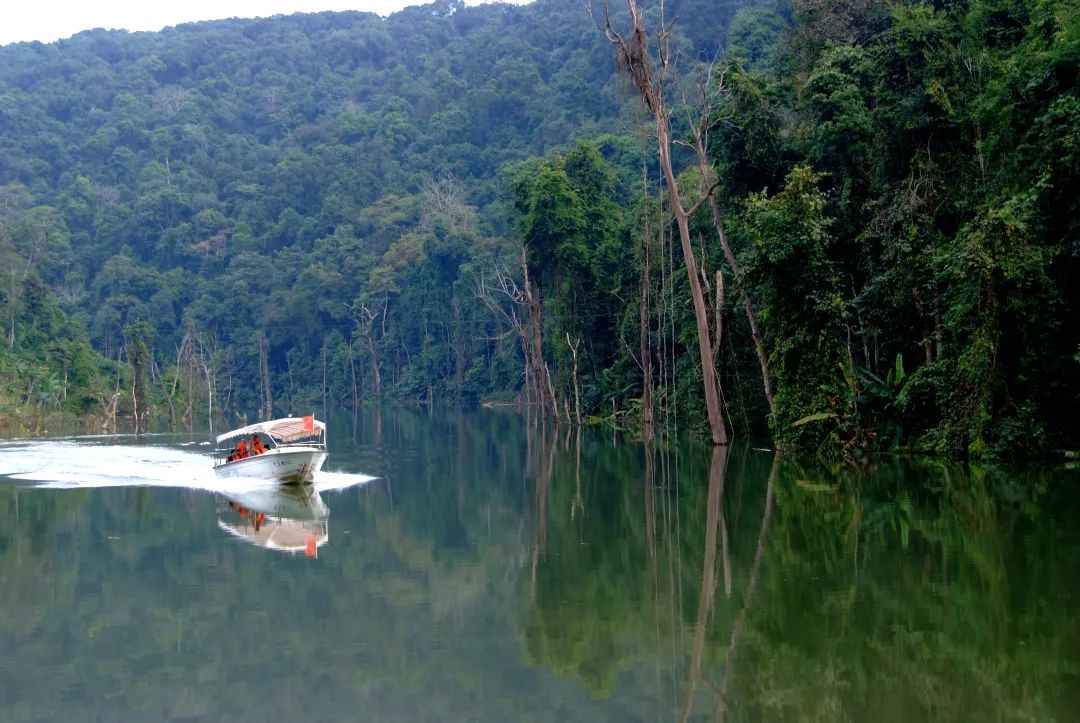 西双版纳望天树景区