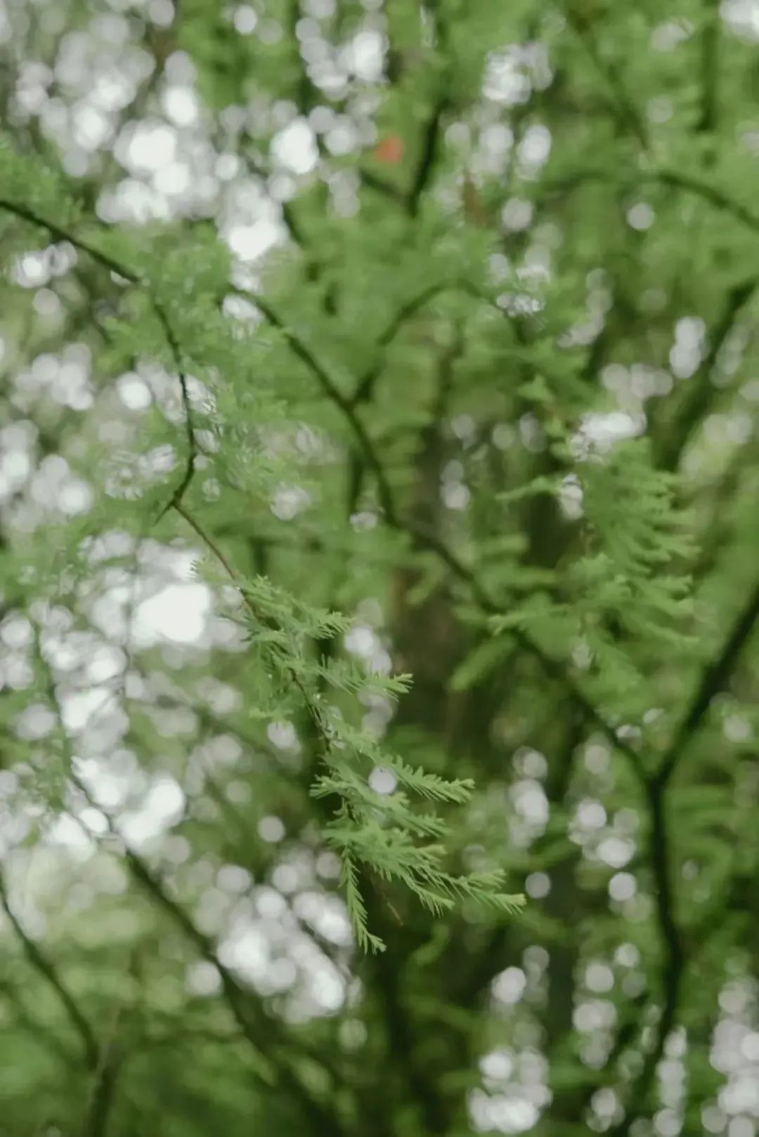 昆明滇池国家旅游度假区管理委员会(微信)