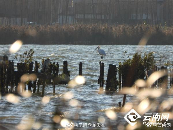 昆明盘龙发布