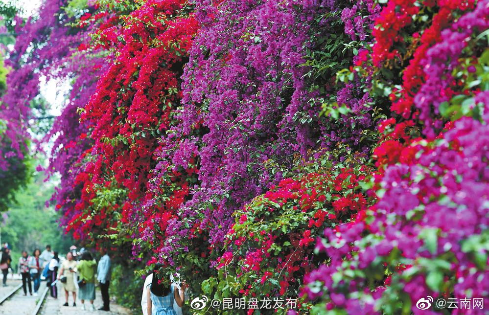 三角梅“花瀑”扮靓百年米轨铁路
