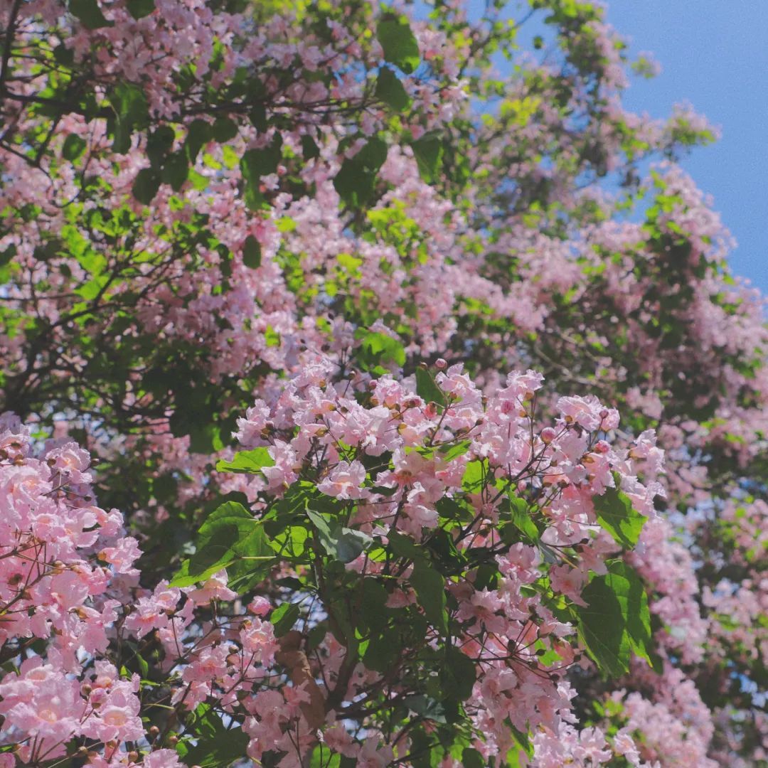 云南省文化和旅游厅