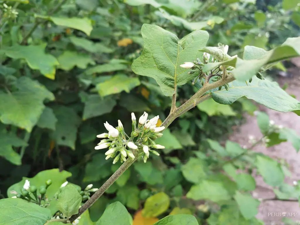 普洱日报