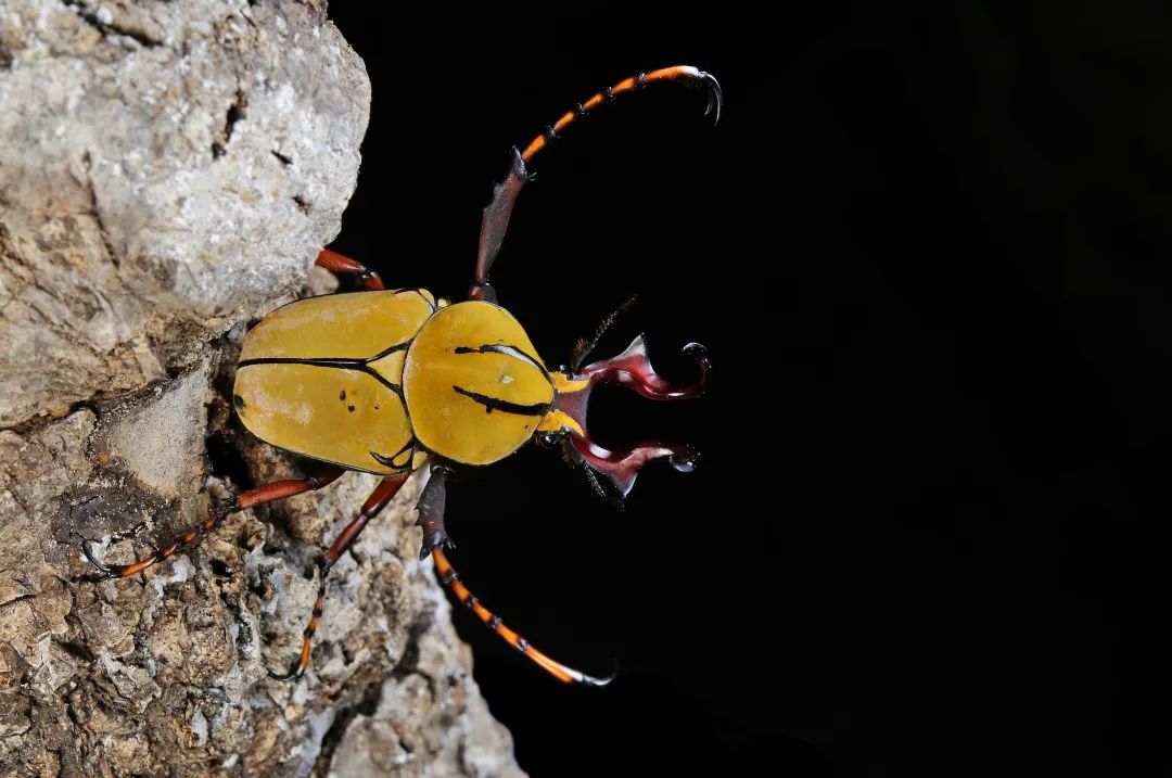 西双版纳望天树景区