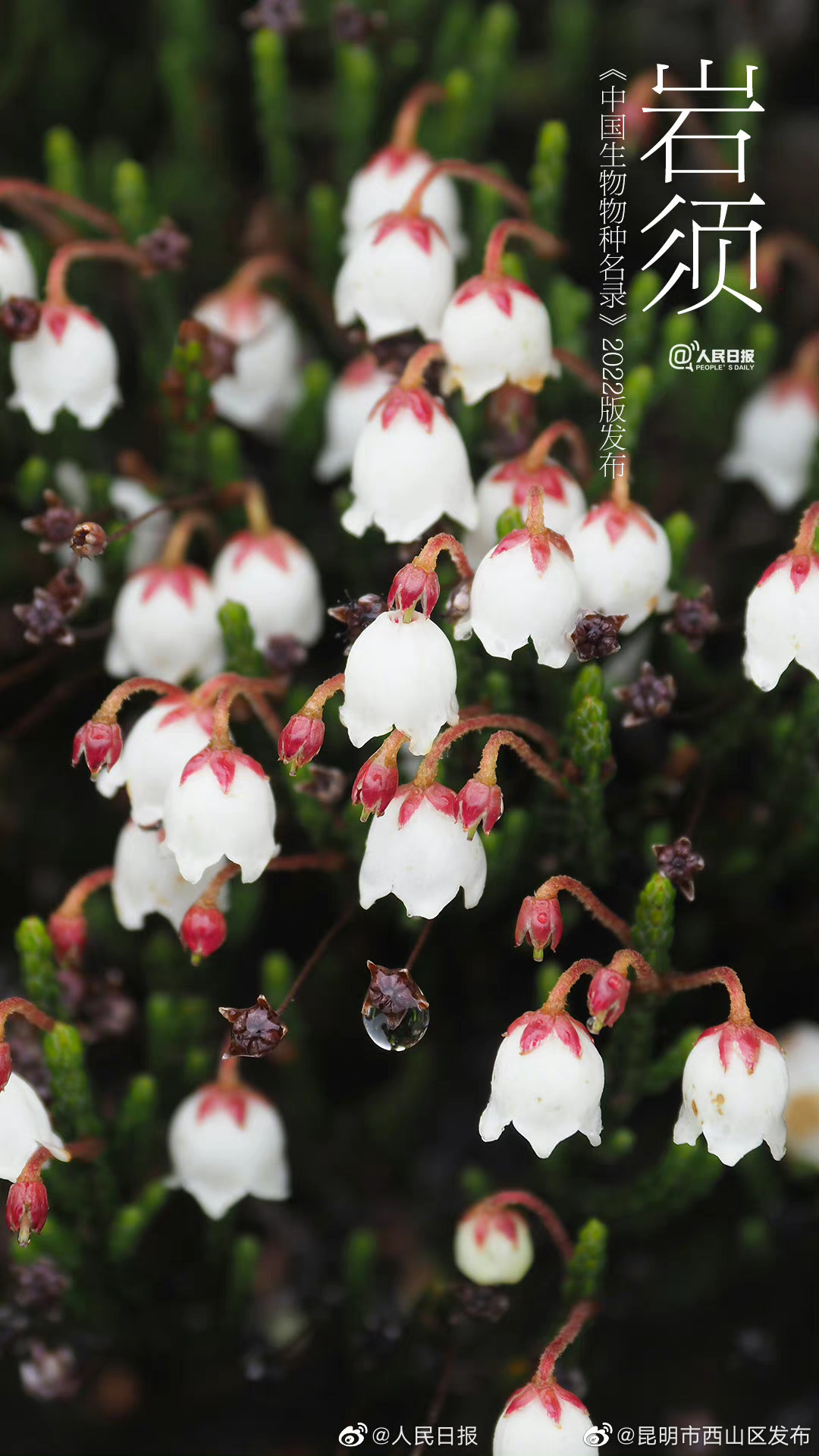 昆明市西山区发布