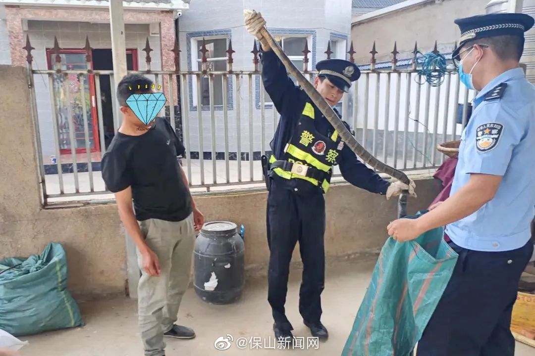 昌宁：两米多长的眼镜王蛇溜进居民家