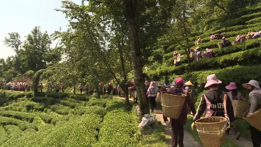 大理电视台