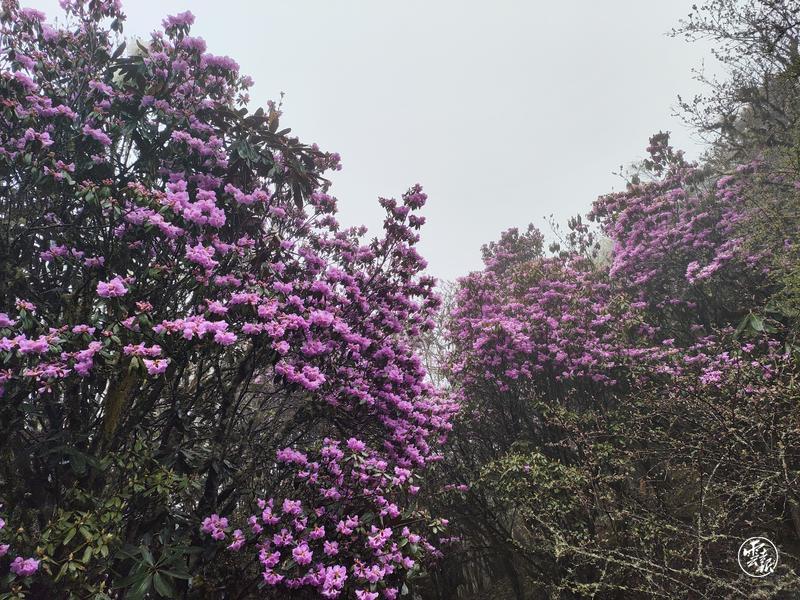 云南省文化和旅游厅