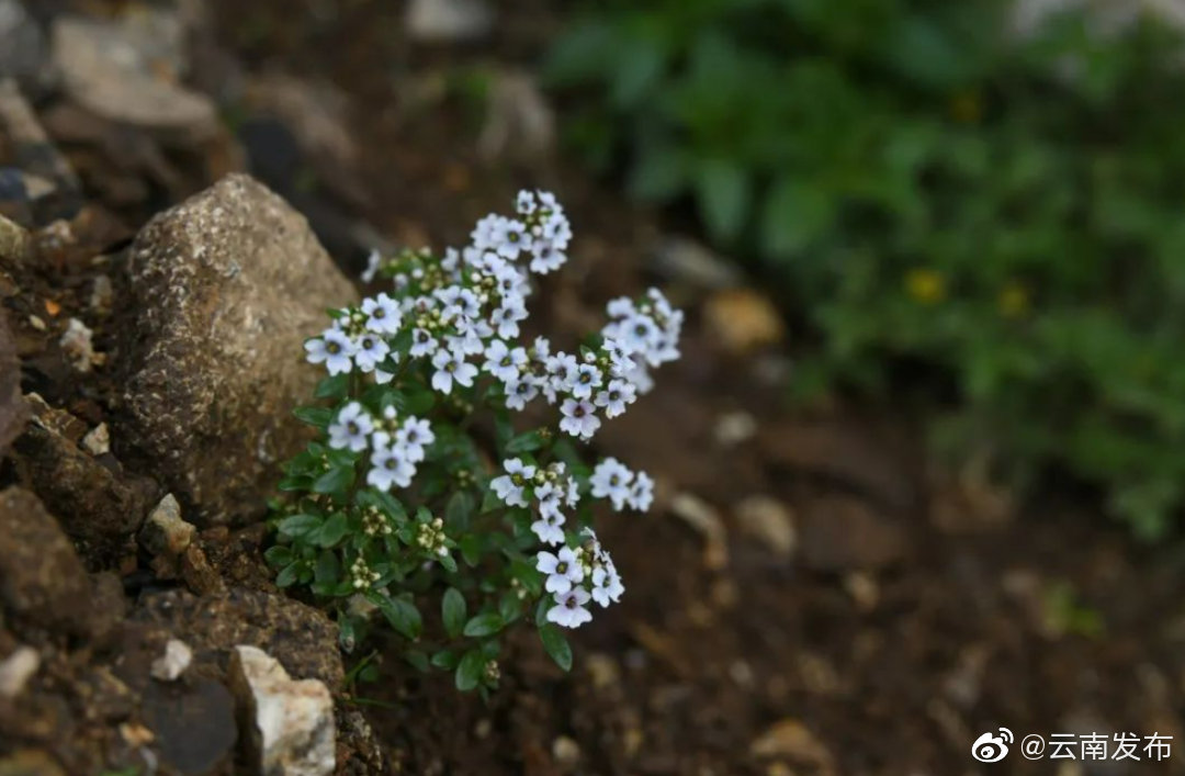 “云南发布”微博