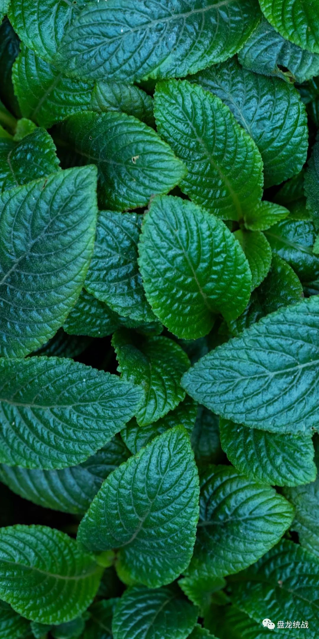 盘龙统战(微信)