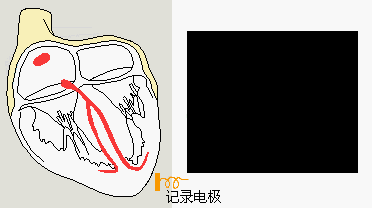 心跳速度真的会影响寿命