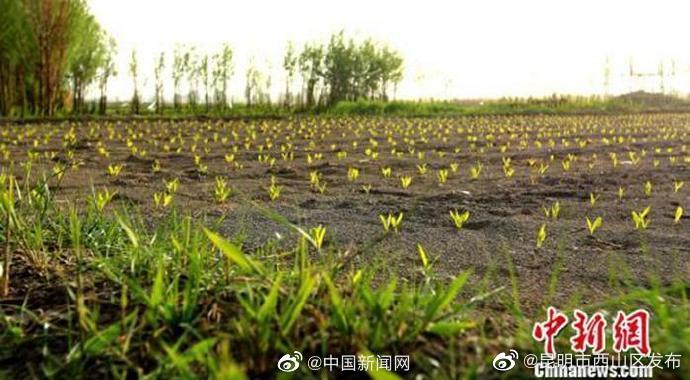 昆明市西山区发布