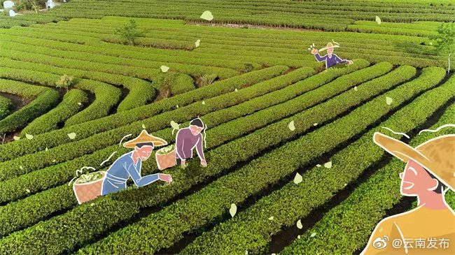 “云南发布”微博