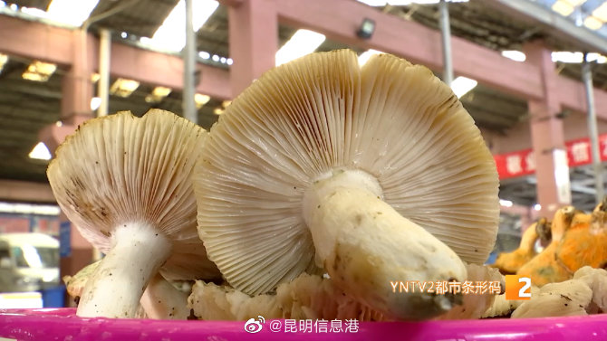 昆明信息港