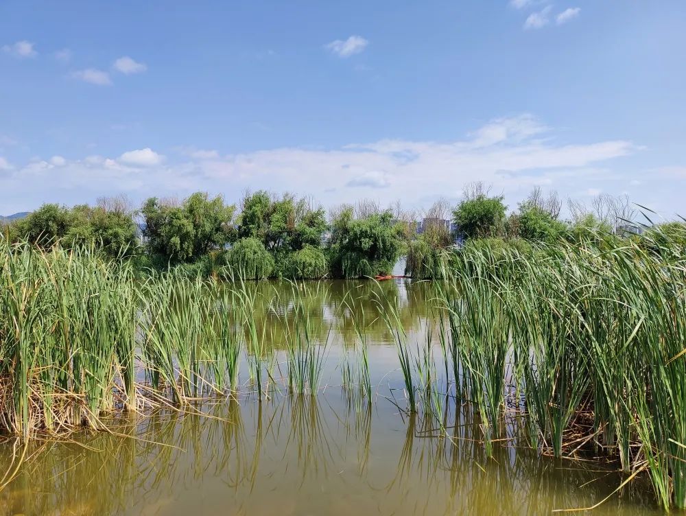 昆明信息港/cnkmxxg