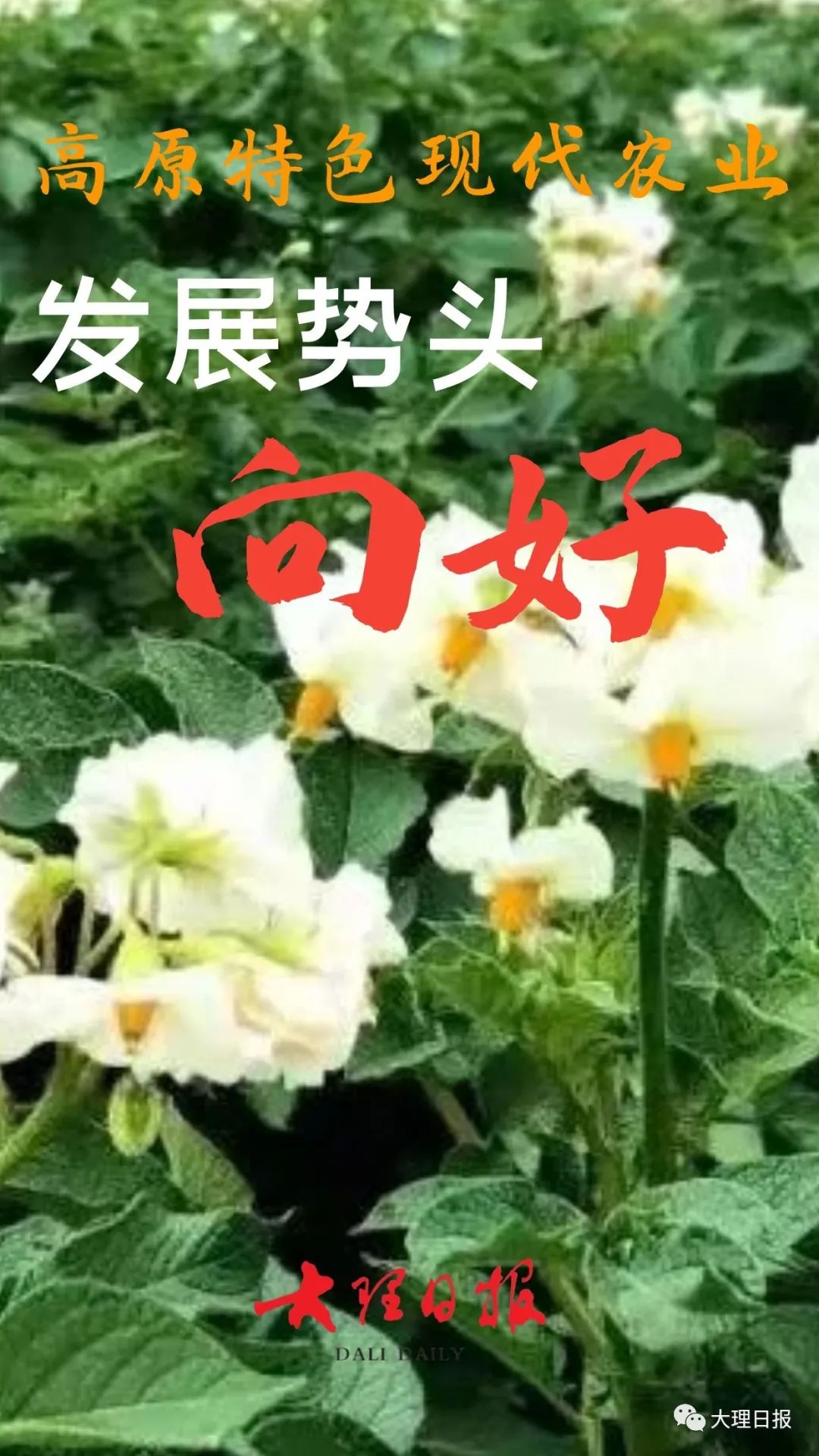大理日报