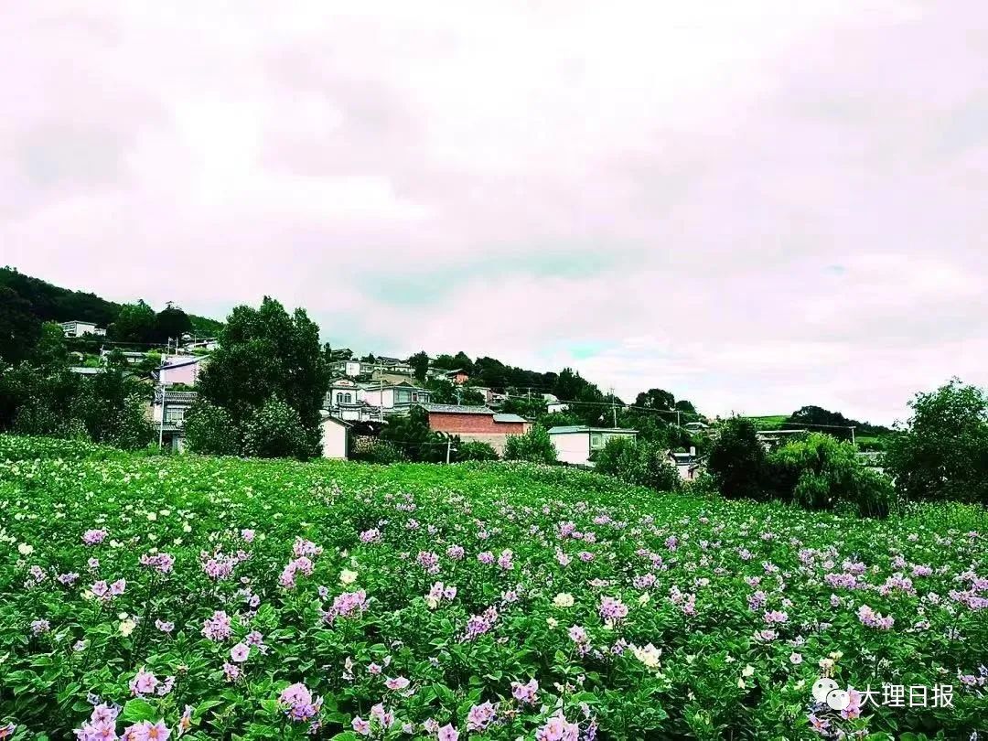 大理日报