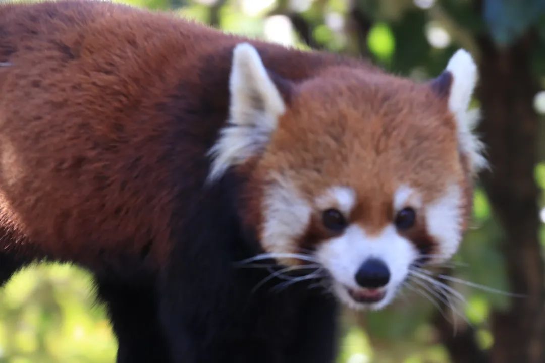 云南野生动物园