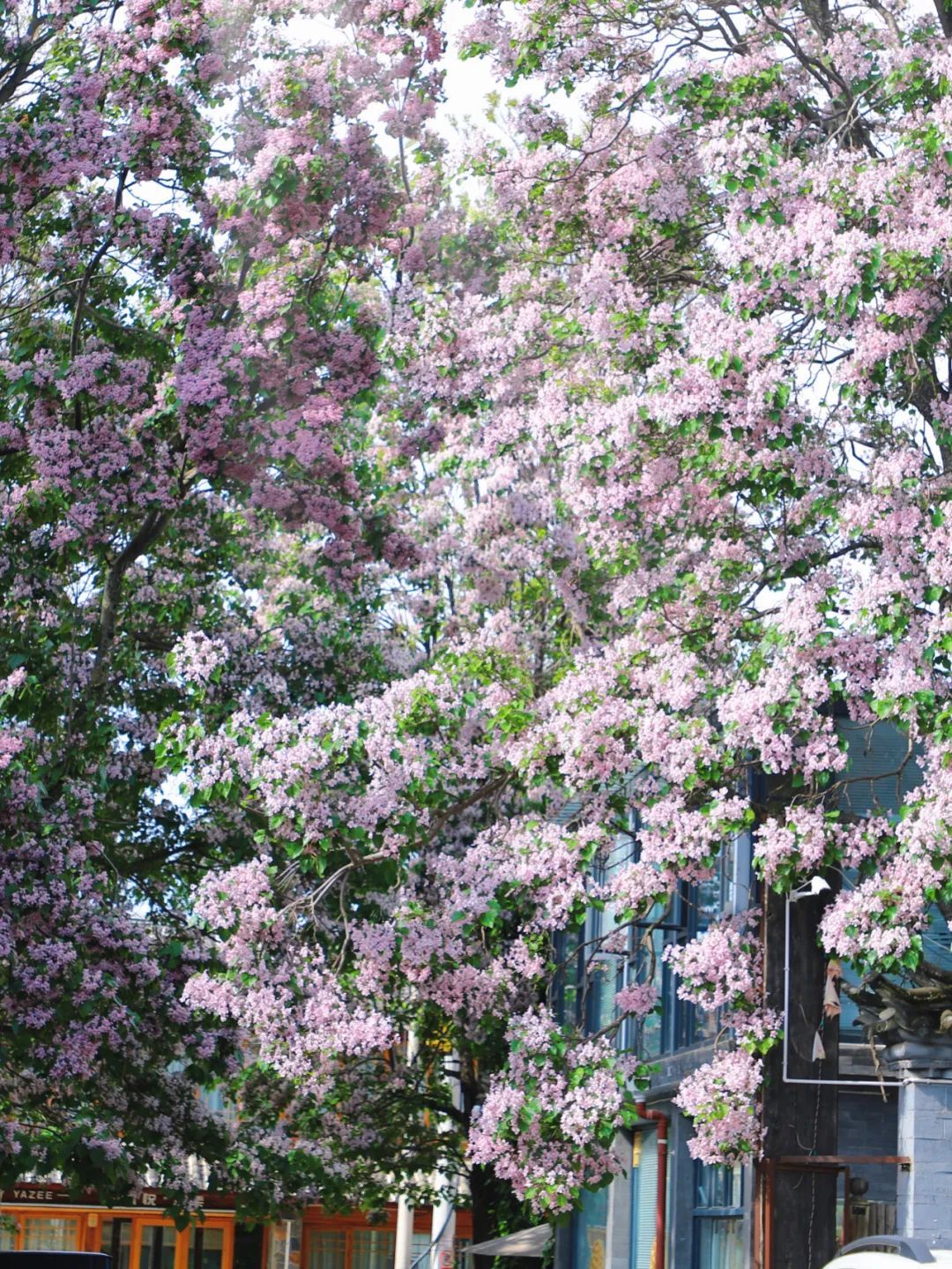 云南省文化和旅游厅