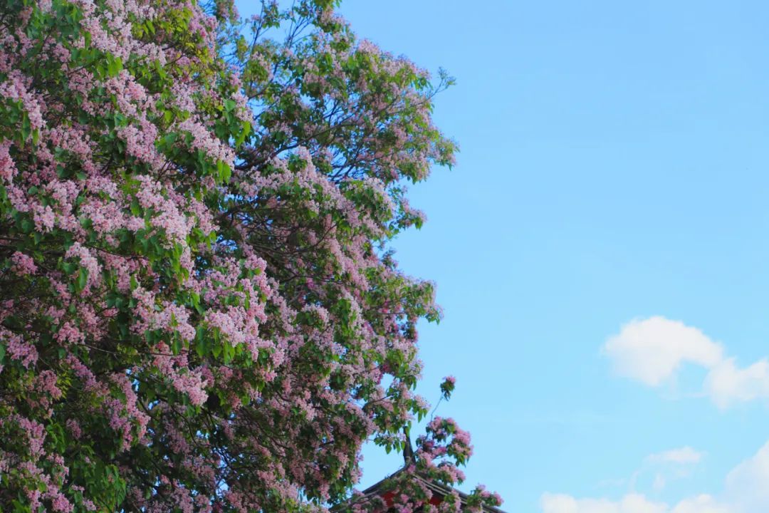 云南省文化和旅游厅