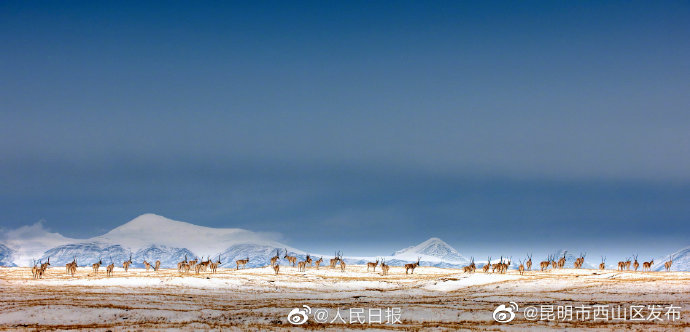 昆明市西山区发布