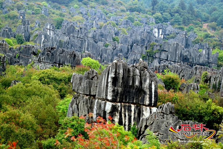 石林旅游网