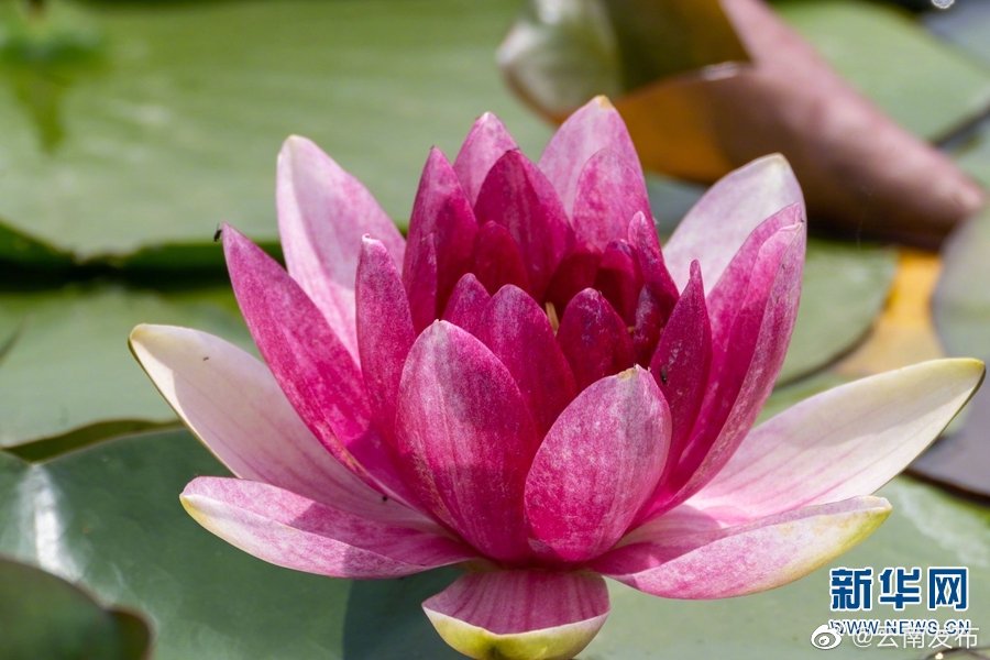 “云南发布”微博