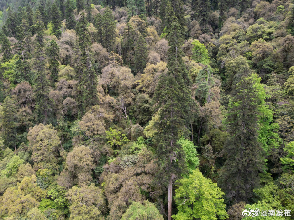 83.2米！科学家发现迄今为止中国最高树木