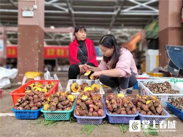 掌上春城