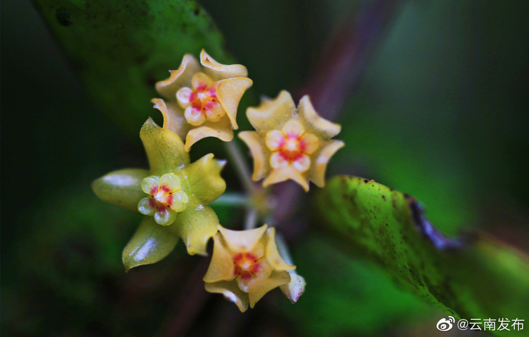 “云南发布”微博