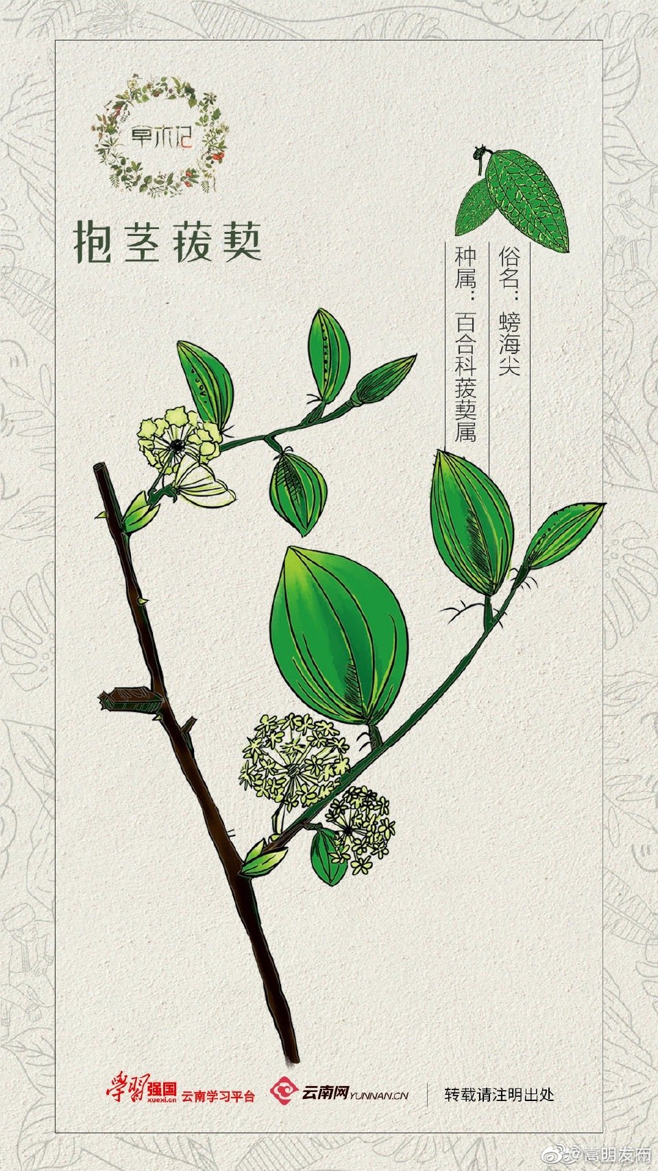 草木记 | 抱茎菝葜：萦绕于心，迎风而上