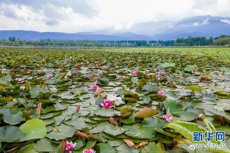 “云南发布”微博