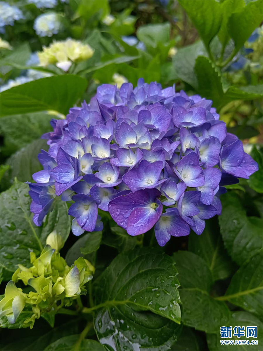 新华网云南频道